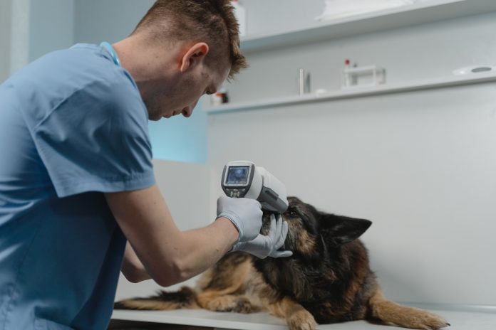Photo by Tima Miroshnichenko: https://www.pexels.com/photo/a-vet-checking-a-dog-eyes-using-a-medical-equipment-6235240/